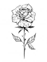 Roses black outline drawing on white background vector. Pin On Art