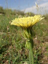 Image result for Crepis newii