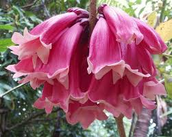 Image result for Tecomanthe dendrophila