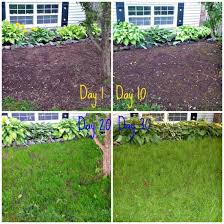 We selected a variety of the best grass seed to meet the needs of a variety of light and climate conditions as well as special needs such as repairing damage from dog urine or planting a temporary. How To Grow Grass From Seed Easy Guide In 2021 Growing Grass From Seed Growing Grass Grow Grass