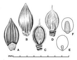 Image result for Urochloa panicoides