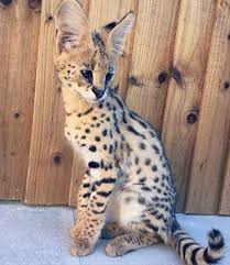 See more ideas about serval kitten, serval, kittens. F1 Savannah Kitten Savannah Kitten Savanna Kittens Savanna Cat