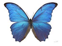 Damien Hirst S Butterflies Distressing But Weirdly Uplifting Blue Morpho Butterfly Damien Hirst Butterfly Morpho Butterfly