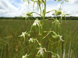 Image result for Habenaria schaijesii