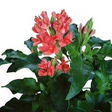 Image result for Crossandra nilotica