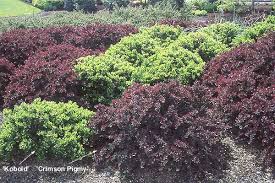 Image result for Berberis