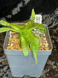 Image result for Ledebouria Unidentified sp. no1.