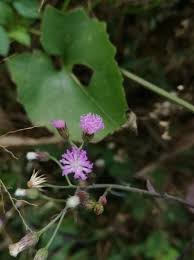 Image result for Vernonia cinerea