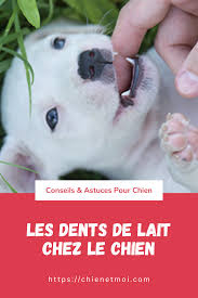 les dents de lait chez le chien chien les dents de lait chiot