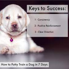 Maybe you would like to learn more about one of these? How To Potty Train A Dog In 7 Days Pethelpful