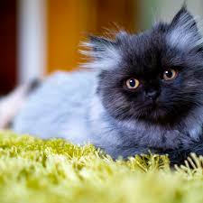 Could schatze be a siberian cat? 15 Best Adorable Names For Persian Cats