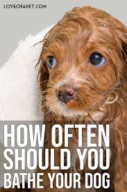 How Often Should You Bathe Your Dog Love Of A Pet Deshedding Dog Your Dog Dog Grooming Tips