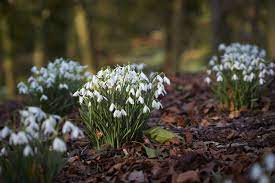Gardening 101 Snowdrops Gardenista