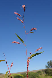 Image result for Persicaria decipiens
