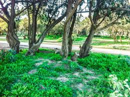 al qima a park al bahah منتزة القمع الباحة