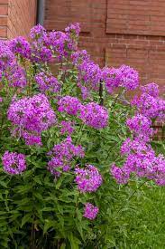 This new hybrid phlox is cold hardy throughout zones 4 to 9. Phlox Paniculata Garden Phlox Sugar Creek Gardens