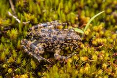 Image result for Geranium mlanjense