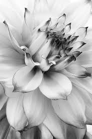 I Found Her Little Sweater In The Wood One Day It Didn T Help Much I Didn T Get To Say Black And White Flowers Black And White Photographs White Photography