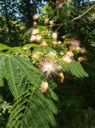 Image result for Albizia glaberrima