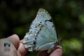 Pin En Mariposas