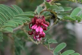 Image result for Indigofera lyallii