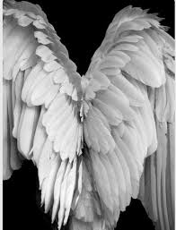 Black And White Angel Wings Angel Wings Ailes D Ange Ailes De Poulet Anges Et Archanges