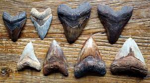 Best place to find megalodon teeth: This Thing Was Humongous Megalodon Teeth And Where To Find Them In Virginia Daily Press