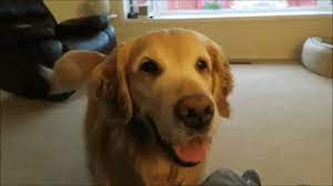 Golden Retriever Smiling Gif Find Share On Giphy