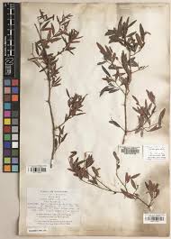 Image result for Cynanchum obtusifolium