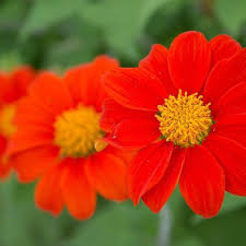 Image result for Tithonia