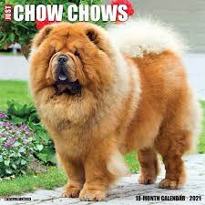 Maybe you would like to learn more about one of these? Just Chow Chows 2021 Calendar Willow Creek Press Amazon De Bucher