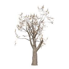 Image result for Sterculia africana