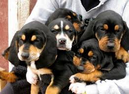 Black And Tan Coonhound Corgi Mix Black And Tan Coonhound Treeing Coonhound Puppies Treeing Walker Coonhound