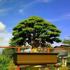 Bonsai Anak Medan Post Facebook