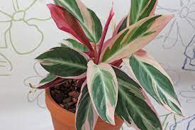 Grünlilie ‚pacific' hat breitere grüne blätter mit ei. Zimmerpflanzen Mit Rosa Oder Roten Blattern