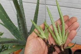 Yetiştirme için iyi güneş alan ve akşamları esinti alan bir yerde çok kolay yetişir. Sulamadan Cogaltmaya Adim Adim Aloe Vera Bakimi Yemek Com