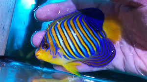 See the best & latest saltwater fish for sale free shipping on iscoupon.com. Unboxing The Motherlode Of Rare And Exotic Fish Video Reef Builders The Reef And Saltwater Aquarium Blog