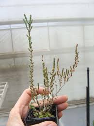 Image result for Halosarcia