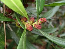 Image result for Myrica spathulata