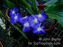 Image result for Siphonochilus