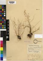 Image result for Triglochin bulbosa