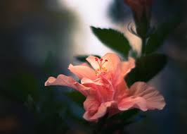 Flowers are one of the most beautiful creations of nature. 55 Beautiful Pictures Of Flowers For Your Inspiration