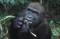 As well as on its basin and rain forest. Top 10 Facts About The Congo Basin Wwf