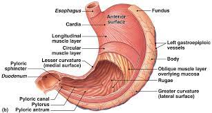 Pin On Chapter 25 The Digestive System
