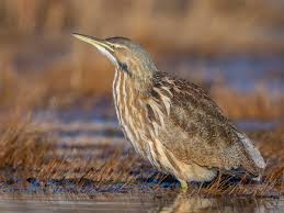 Image result for Burttia prunoides