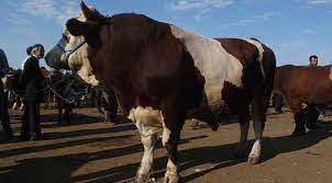 Iğdır'dan ağrı'ya kurbanlık almak için hayvan pazarına gelen memduh kiğa adlı vatandaş ise, 50 tane kurbanlık almak için günlerdir beklediğini ifade etti. Bir Ton 100 Kiloluk Sahin Alici Bekliyor Son Dakika Haberleri