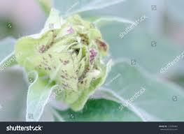 Image result for Barleria albostellata