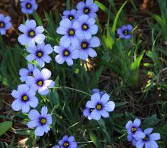 Image result for Sisyrinchium