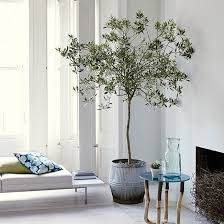 White Living Room With Olive Tree Ideal Home Indoor Olive Tree Living Room White Living Decor