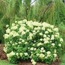 How to keep hydrangeas from flopping over. Little Lime Hydrangea Wholesale Liners Spring Meadow Nursery